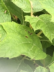 Cercospora hydrangeae