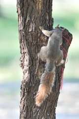 Sciurus niger limitis