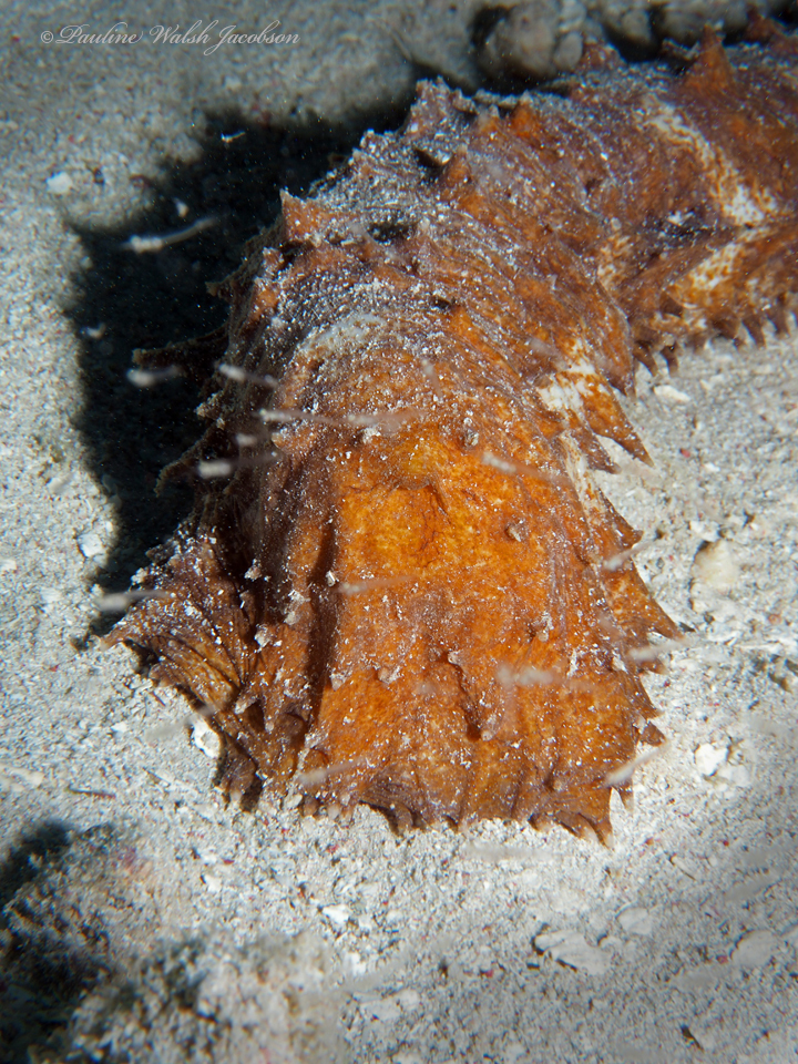 tiger tail sea cocumber