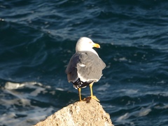 Larus michahellis