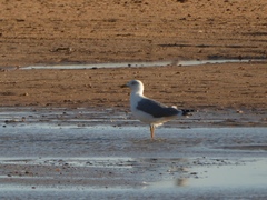 Larus michahellis