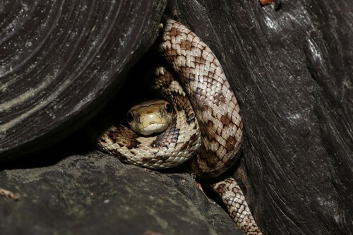 Japanese Ratsnake, Elaphe climacophora