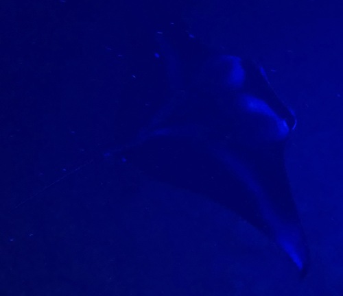Reef Manta Ray photographed in Hawaii