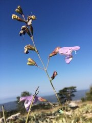 Salvia brachyodon