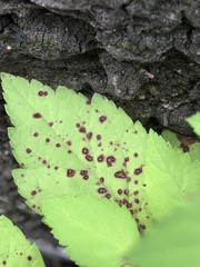 Phloeospora spiraeicola