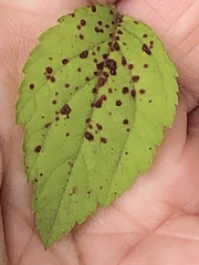 Phloeospora spiraeicola