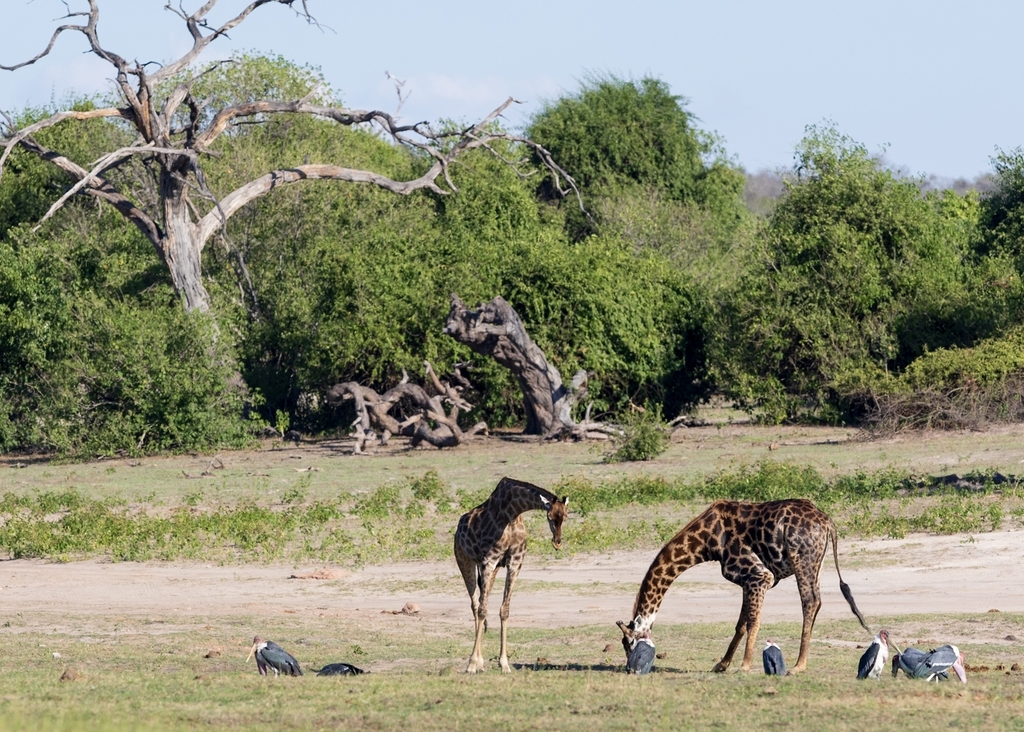 Giraffa giraffa giraffa, Chobe, Botswana, by donna165