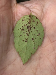 Phloeospora spiraeicola