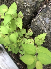 Phloeospora spiraeicola