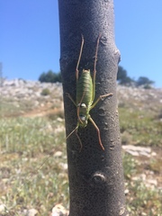 Ephippiger discoidalis