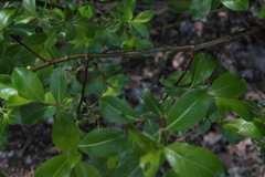 Salix phylicifolia