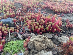 Sedum lydium