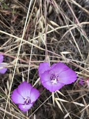 Clarkia cylindrica