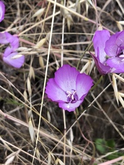 Clarkia cylindrica