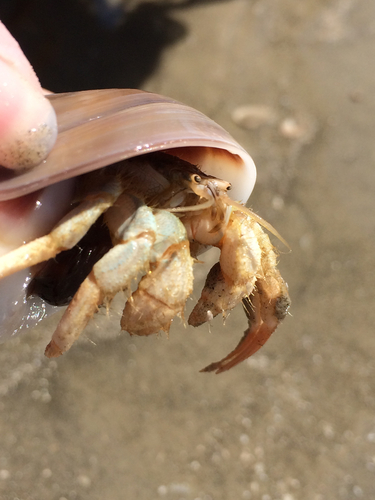 Surf Hermit (Isocheles wurdemanni) · iNaturalist