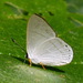 Euselasia eupatra - Photo (c) Andrew Neild, algunos derechos reservados (CC BY-NC-ND)