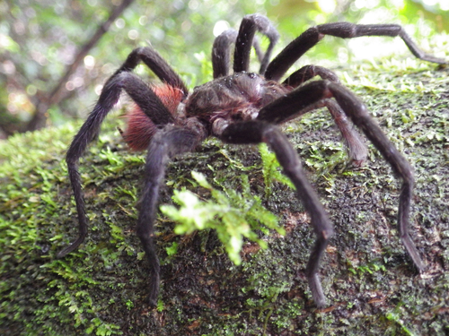Mexican Red-rump Tarantula