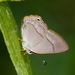 Methone eucrates - Photo (c) Andrew Neild,  זכויות יוצרים חלקיות (CC BY-NC-ND)