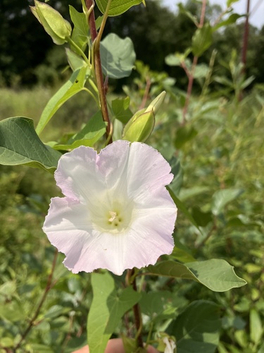 Calystegia sepium ssp. appalachiana
