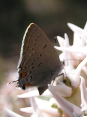 Satyrium californica
