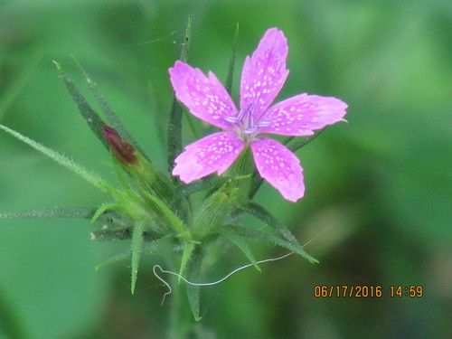Dianthus armeria