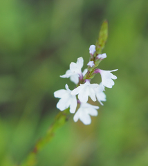 Verbena officinalis