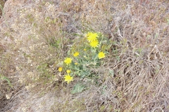 Crepis occidentalis