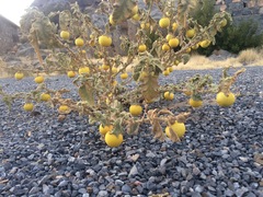 Solanum incanum
