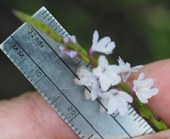 Verbena officinalis