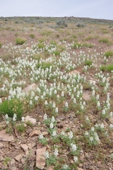 Lupinus malacophyllus