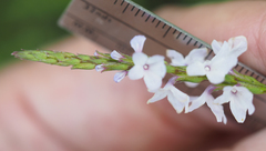 Verbena officinalis