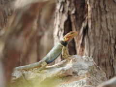 Blue Spiny Lizard photo 4