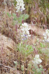 Lupinus malacophyllus