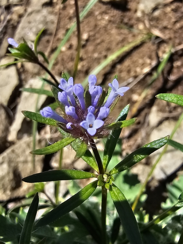 annual woodruff