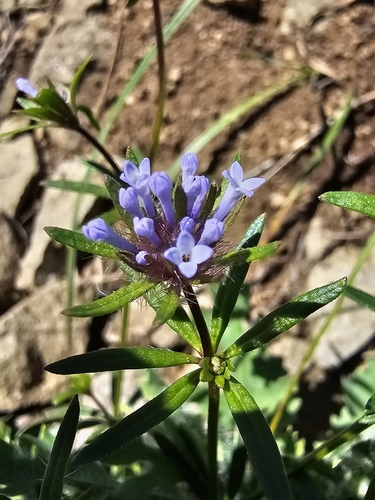 Oriental asperula (Asperula orientalis)