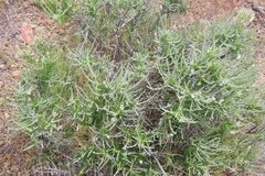 Tetradymia glabrata