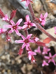 Chorizanthe leptotheca