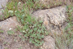 Trifolium macrocephalum