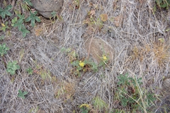 Lomatium austiniae