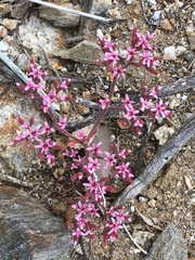 Chorizanthe leptotheca