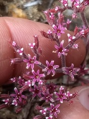 Chorizanthe leptotheca