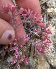 Chorizanthe leptotheca