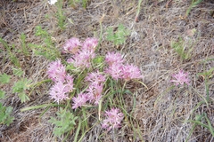 Allium anceps