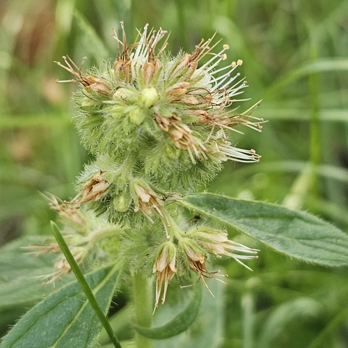 Image of Phacelia heterophylla by (c) Indio Brown, some rights reserved (CC BY)