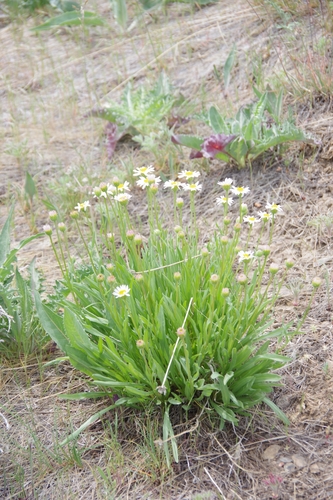 Erigeron eatonii var. nevadincola