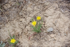 Agoseris parviflora