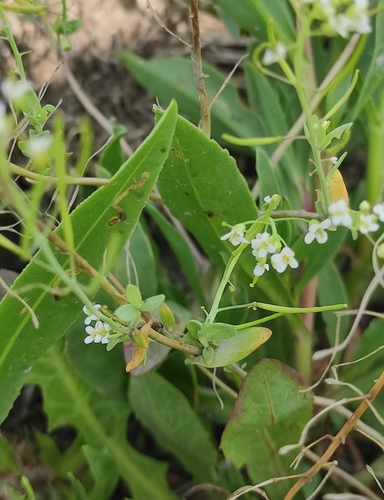 Saltwater Cress (Eutrema salsugineum)
