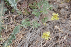 Astragalus obscurus