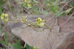 Astragalus obscurus