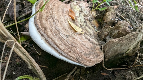Ganoderma applanatum